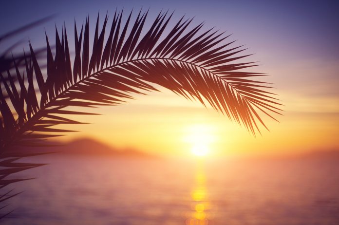 Silhouetted palm fronds arch over a sunset-lit sea with an orange and purple sky.